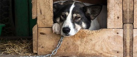 cane legato alla catena la crudelta di tenere il cane legato alla catena