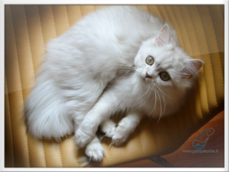 scaldacuccia cuscino termico per gatto funzionamento 9 volt