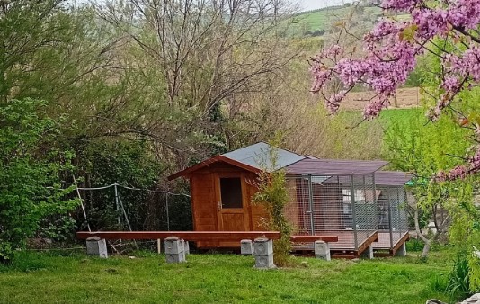 Villaggio di box in legno per cani