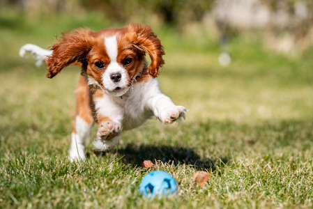 cane-gioca-palla minuscolo cane che gioca con la palla