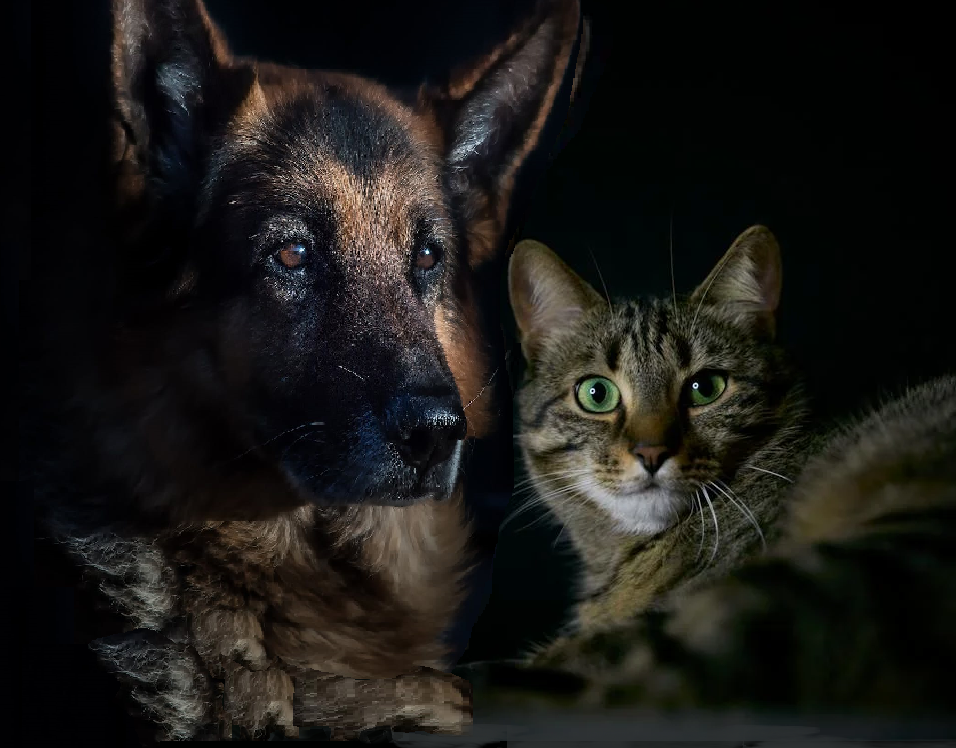 cane pastore tedesco e un gatto soriano in primo piano su fondo nero