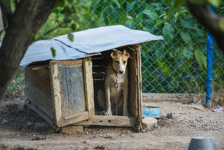 cane_trascurato ci sono tant eforme di crudelt averso il cane come tenerlo alla catena in una cuccia fatiscente
