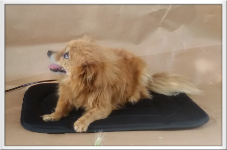 Tappetino-Termico-Gatto-Cane Cuscino riscaldante a 9 volt