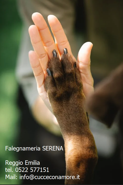 la zampa del cane affettuosamente si appoggia al palmo della mano del suo padroncino